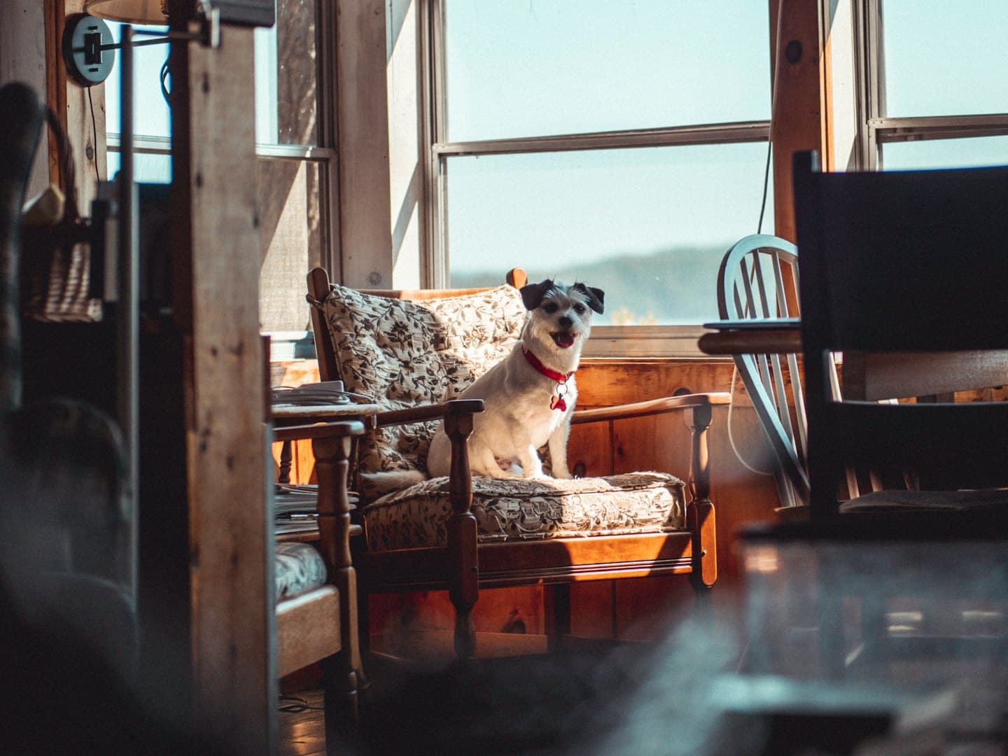 A small white and grey dog sits in a wooden armchair.